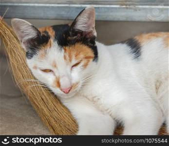 White cat sleeps lying on the broom