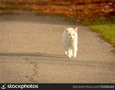 white cat walks down the sidewalk in park on sunny autumn day, with the orange autumn leaves and long shadows on the pavement