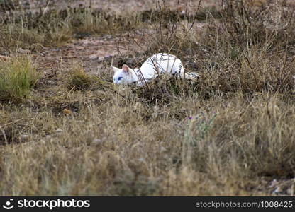 White cat with blue eyes hunting in a grass field. A white cat with blue eyes hunting in a grass field