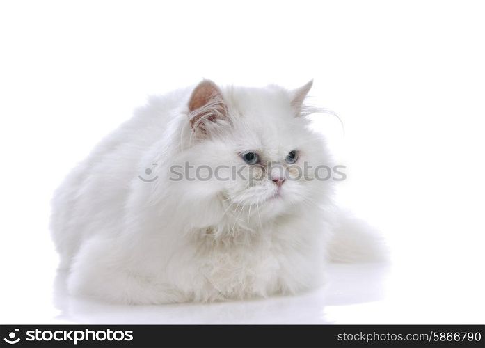 White cat with blue eyes. On a white background
