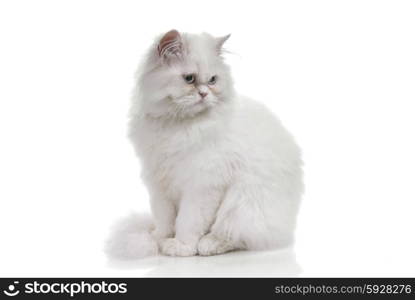 White cat with blue eyes. On a white background