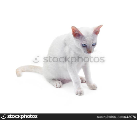 White cat with blue eyes on a white background.