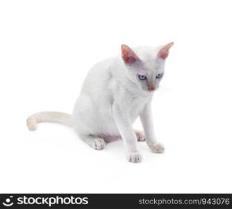 White cat with blue eyes on a white background.