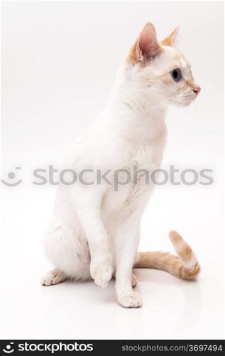 white cat with blue eyes on white background