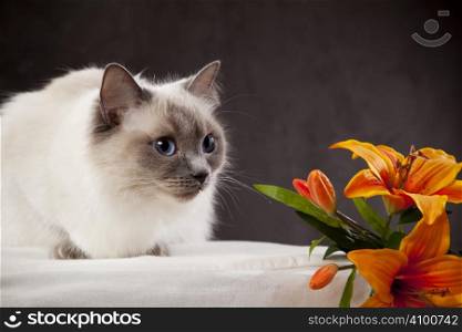 White cat with orange flower over dark background