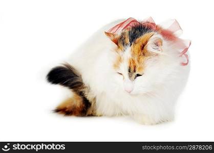 white cat with russet stains and ribbon isolated