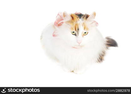 white cat with russet stains and ribbon isolated