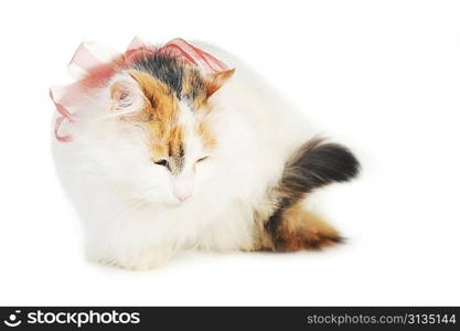 white cat with russet stains and ribbon isolated