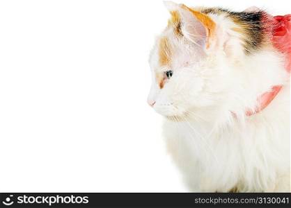white cat with russet stains and ribbon isolatedwhite cat with russet stains isolated