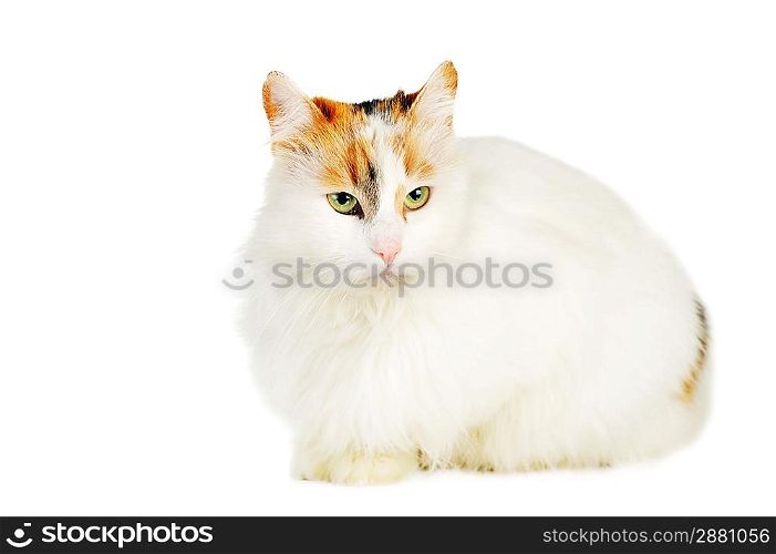 white cat with russet stains isolated