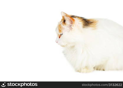 white cat with russet stains isolated