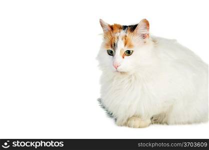 white cat with russet stains isolated