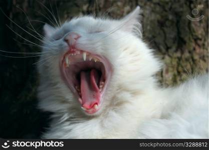 White cat yawns after sleep