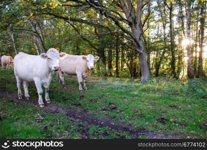 White cattle herd i a green sunlit forest