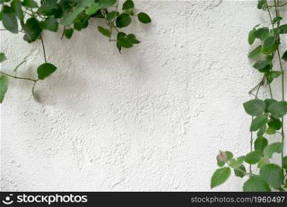 White cement textured wall concrete stone background on plants. White textured wall background.
