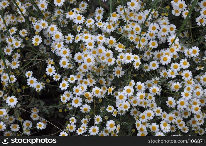 white chamomile (Chamaemelum) flower. white chamomile (Chamaemelum) flower aka camomile daisy flower bloom