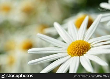 White chamomile flower macro with blur background
