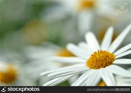 White chamomile flower macro with blur background