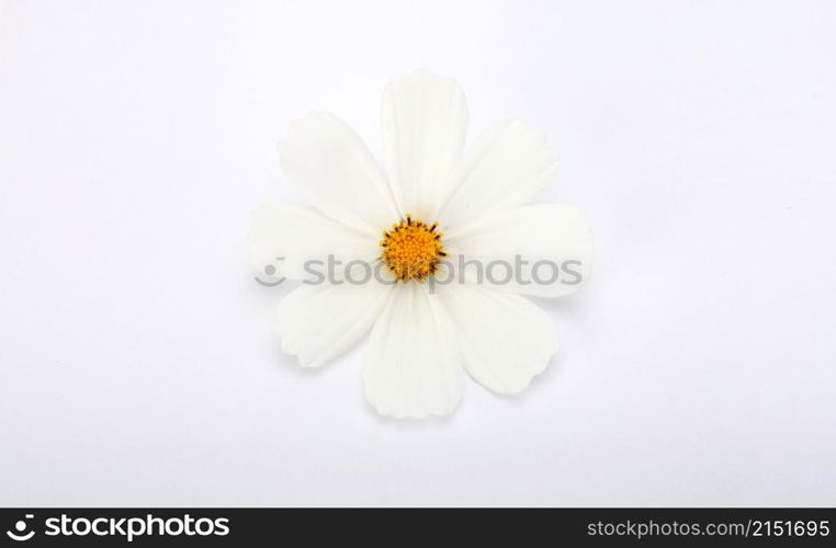 White Chamomile flower on light horizontal background.