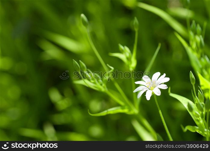 white chamomile in green grass