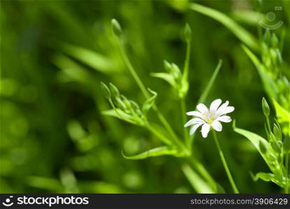 white chamomile in green grass