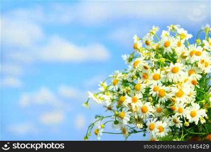 White chamomiles in bouquet on blue sky background. Beautiful bouquet with white chamomiles. Chamomile flowers. White field flowers in summer close-up. Place for text. Copyspace. White chamomiles in bouquet on blue sky background. Chamomile flowers