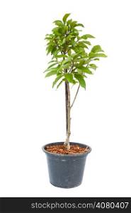 White champaka tree plant in flowerpot on white with clipping path