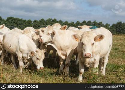 White charolaise cows in the field of a farm in Brittany