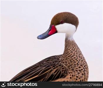 White-cheeked pintail or Bahama Duck on white sandy beach on St Thomas in US Virgin Islands