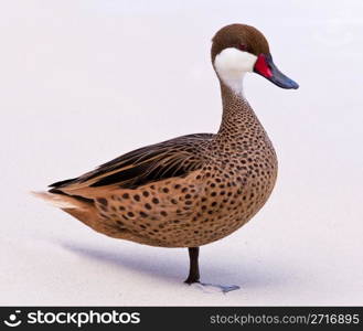 White-cheeked pintail or Bahama Duck on white sandy beach on St Thomas in US Virgin Islands