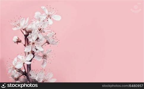 White cherry blossom at pastel pink background, spring nature and holidays layout