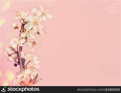 White cherry blossom at pink background, spring time nature with bokeh