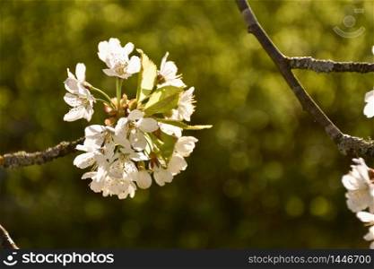 White cherry blossom close up by a blurred green background
