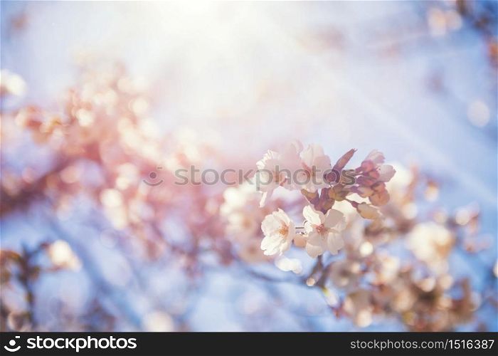 White Cherry blossom or pink sakura flower against sun rays and blue sky at spring with foliage blurred bokeh in Matsumoto, Nagano, Japan. Natural background with copy space for text.