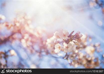 White Cherry blossom or pink sakura flower against sun rays and blue sky at spring with foliage blurred bokeh in Matsumoto, Nagano, Japan. Natural background with copy space for text.