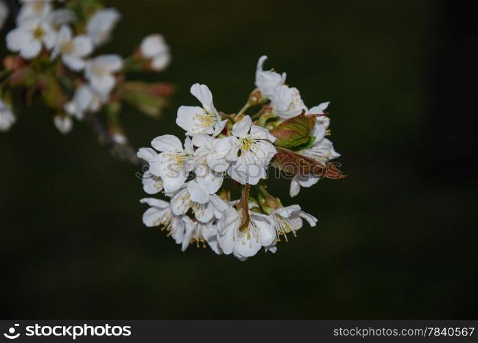 White cherry blossom twig. From the island Oland in Sweden.
