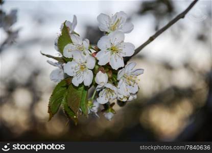 White cherry blossom twig in sunshine. From the island Oland in Sweden.