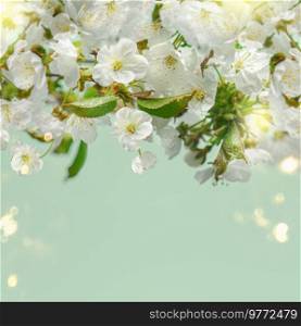 White cherry blossom with bokeh at light green background. Springtime nature background