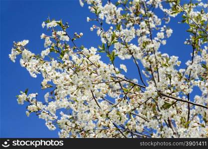 White cherry blossoms against the blue sky