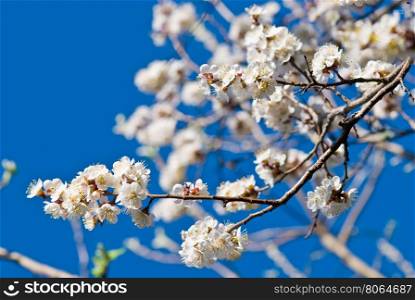 white cherry blossoms against the blue sky