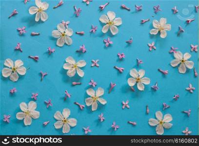 white cherry blossoms and lilac on blue background