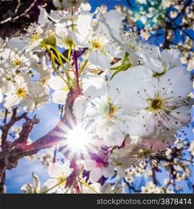 white cherry blossoms blooming in spring