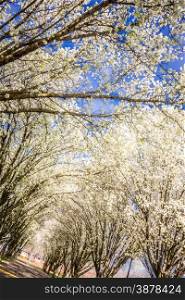 white cherry blossoms blooming in spring