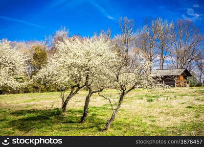 white cherry blossoms blooming in spring