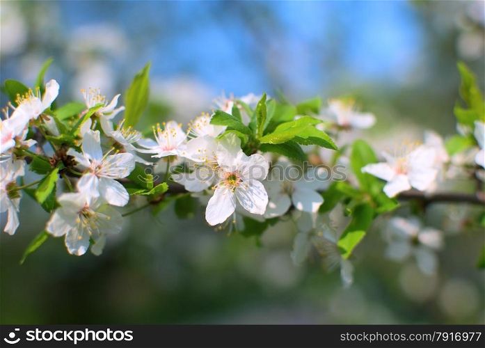 White cherry blossoms in spring, blue sky in the background