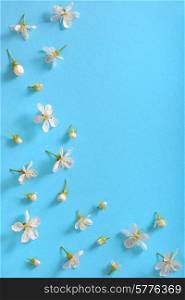 white cherry blossoms on blue background