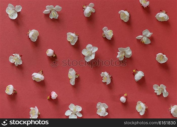 white cherry blossoms on red paper background