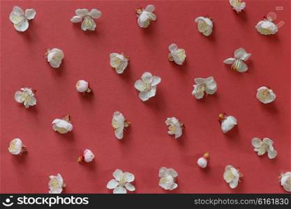 white cherry blossoms on red paper background