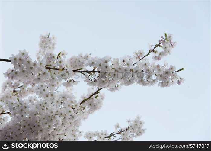 White cherry blossoms, Vancouver, British Columbia, Canada