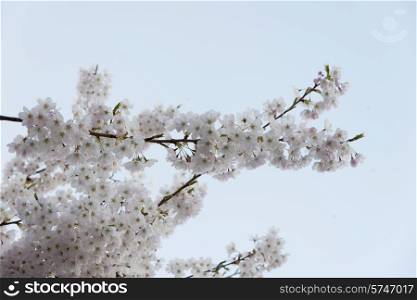 White cherry blossoms, Vancouver, British Columbia, Canada